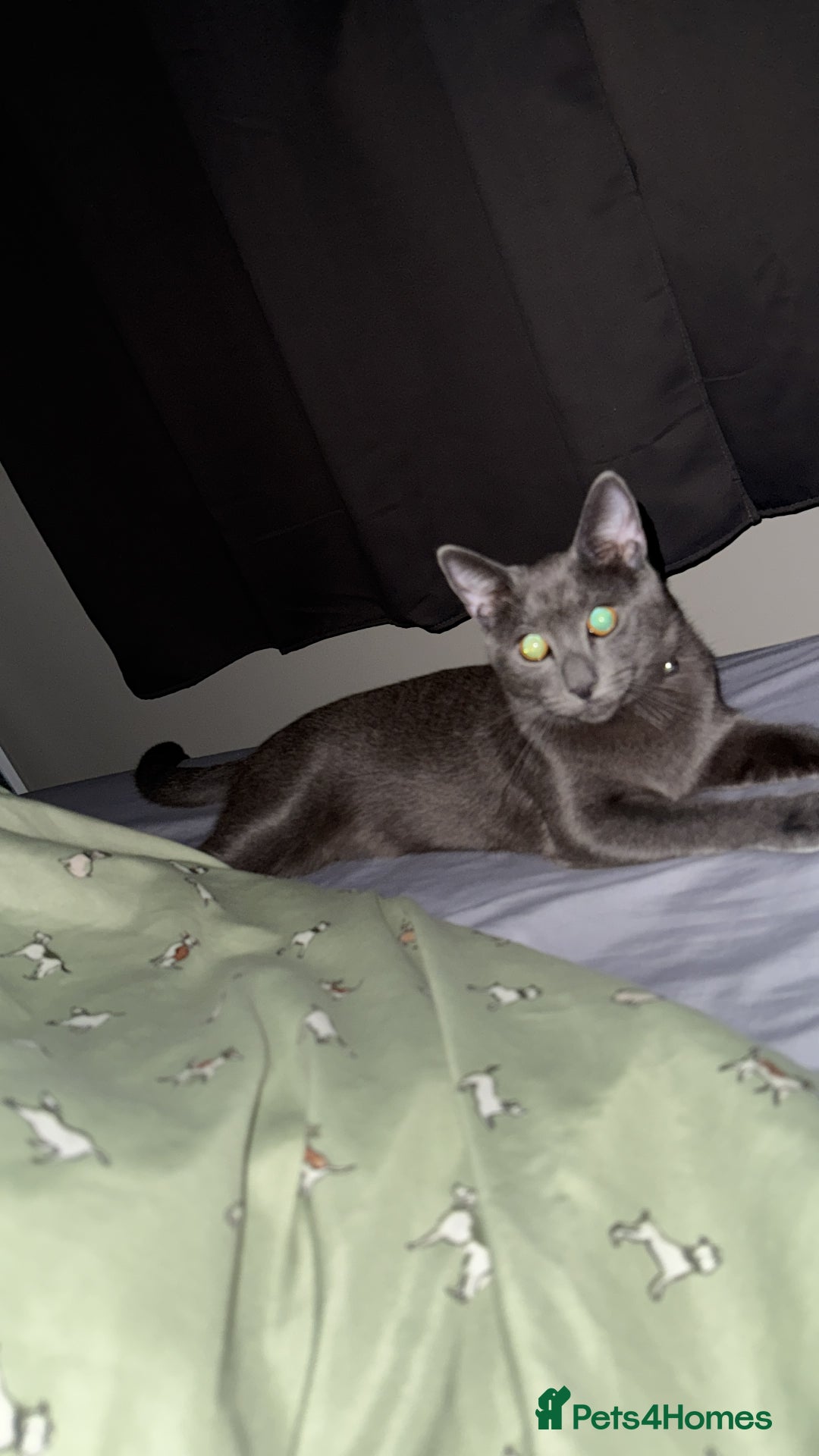 Mixed Breed cats for sale: Russian blue mix for rehome - Image 6