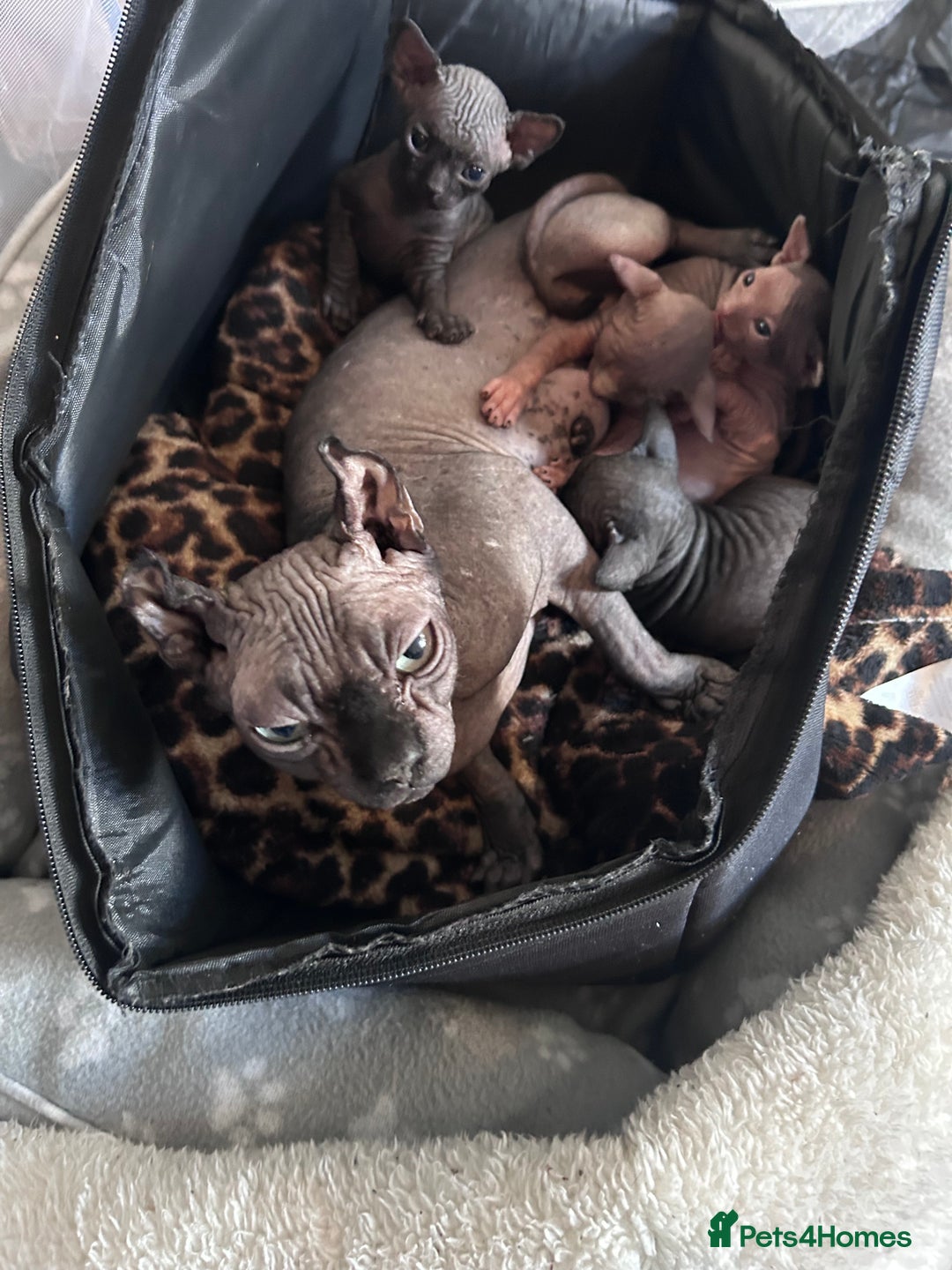 Sphynx cats for sale: Beautiful Sphynx babies  - Advert 9