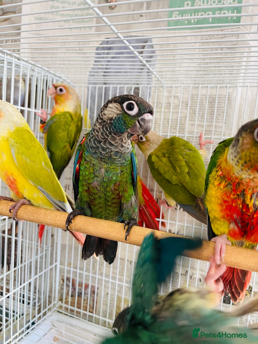 Conures birds for sale: Hand reared conures for sale  - Advert 6