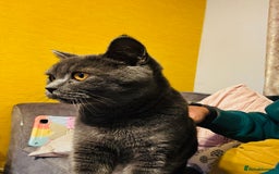 British Shorthair cats for sale: Adorable Active Pure British short hair - Image 4