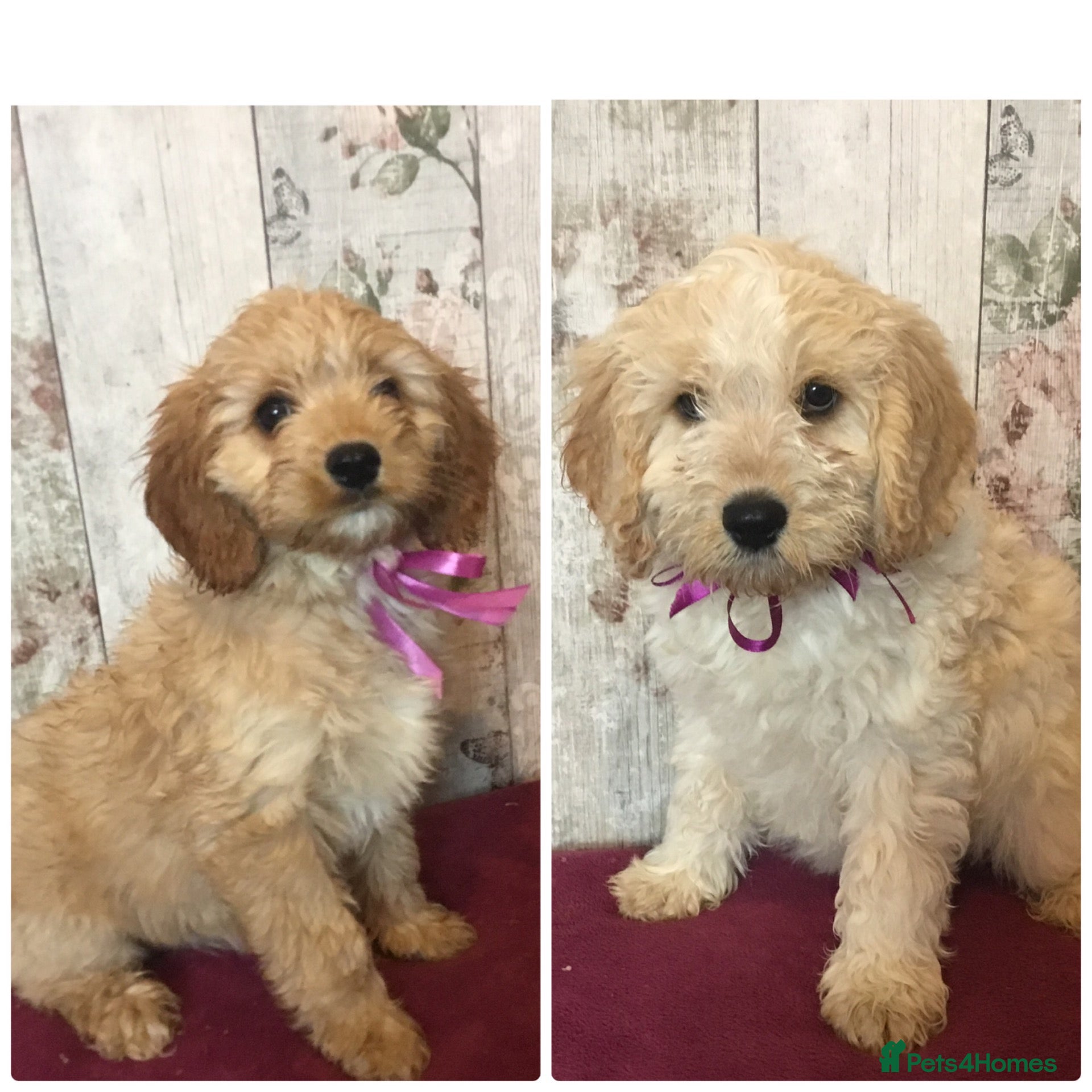 Mixed Breed dogs Adorable fluffball Cockalierpoo pups - Advert 1