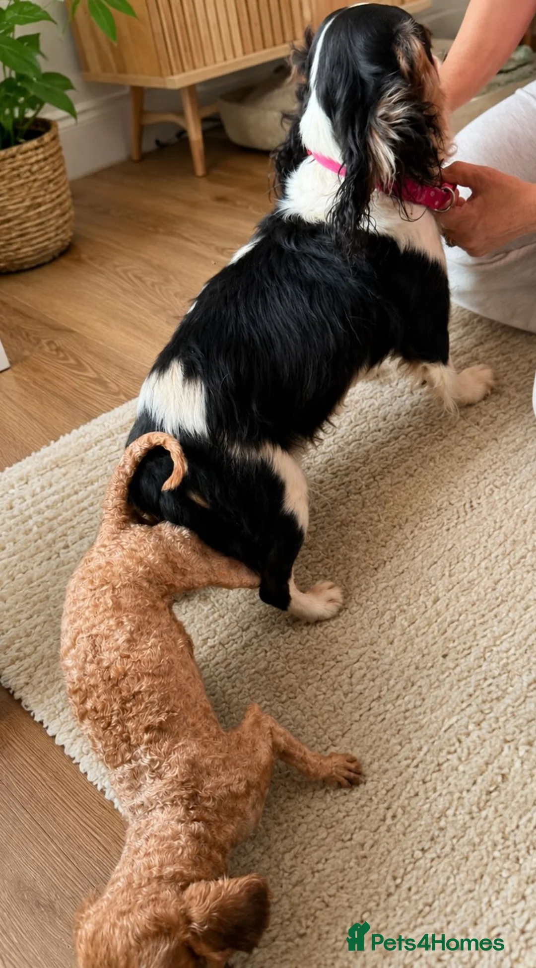 Toy Poodle dogs for stud: Stunning kc health tested toy poodle for stud - Advert 2
