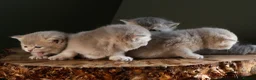British Shorthair cats for sale: BSHs Lilac Golden Shaded & Blue Golden TickedTabby - Advert 4