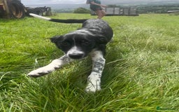 Border Collie dogs for sale: Collie  - Image 7