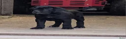 Cane Corso dogs for sale: Cane Corso Irish Kennel club registered  in Enniskillen - Advert 18
