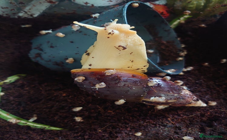 Snails invertebrates - Advert 1