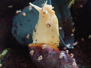 Snails invertebrates Baby Giant African Land Snails - Advert 1