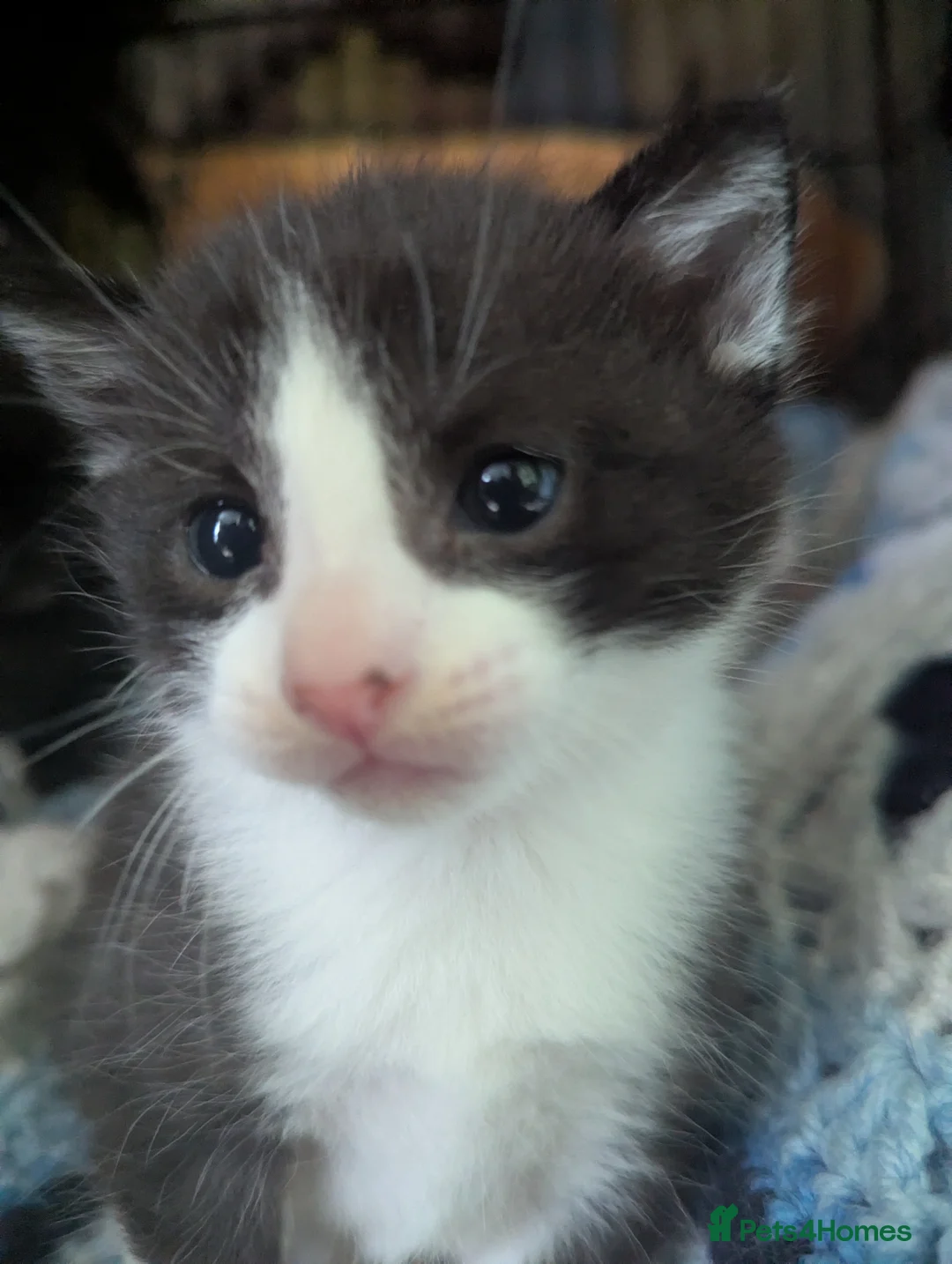 Mixed Breed cats for sale: Mother/Queen cat (2 year old) and three kittens in Llanfyllin - Advert 4