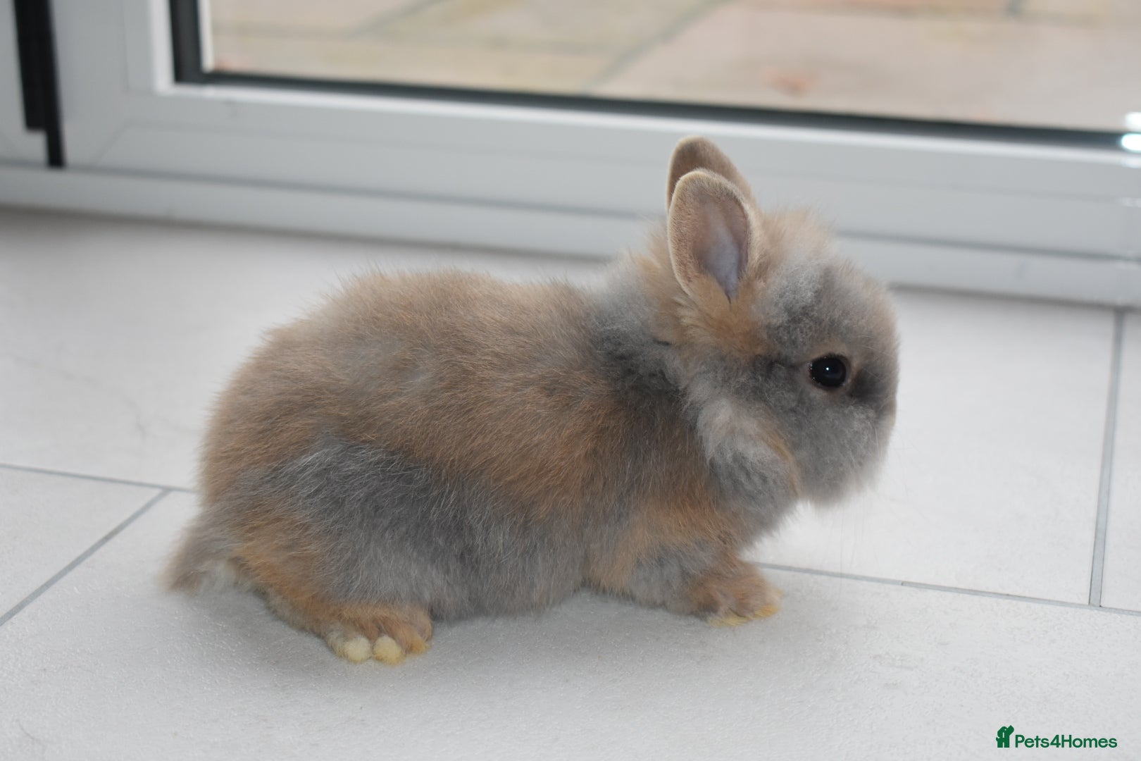Lionhead rabbits 🐰 Adorable Lionhead Bunnies for Sale 🐰 - Advert 9