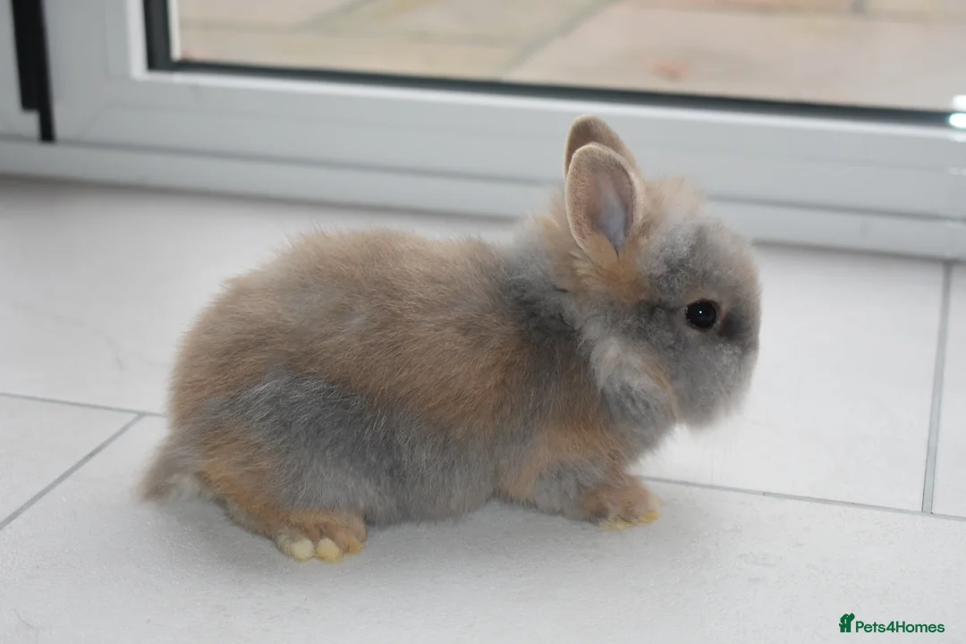 Lionhead rabbits for sale: 🐰 Adorable Lionhead Bunnies for Sale 🐰 - Advert 1