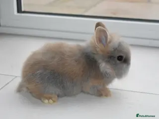 Lionhead rabbits 🐰 Adorable Lionhead Bunnies for Sale 🐰 - Advert 9