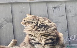 Bengal cats for sale: Bengal cross Maine coon - Image 5