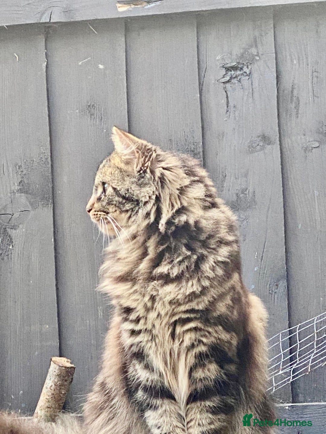 Bengal cats for sale: Bengal cross Maine coon - Image 5