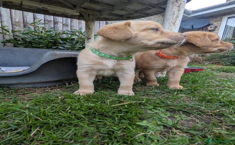 Labrador Retriever dogs - Advert 4