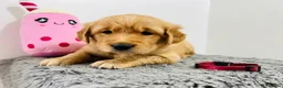 Golden Retriever dogs for sale: Extensively health tested kc reg golden retrievers - Advert 1