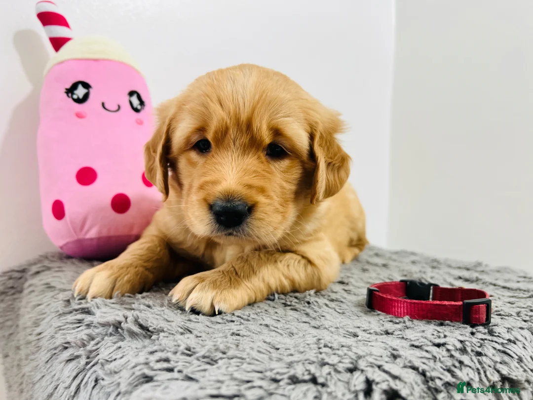Golden Retriever dogs for sale: Extensively health tested kc reg golden retrievers - Advert 1
