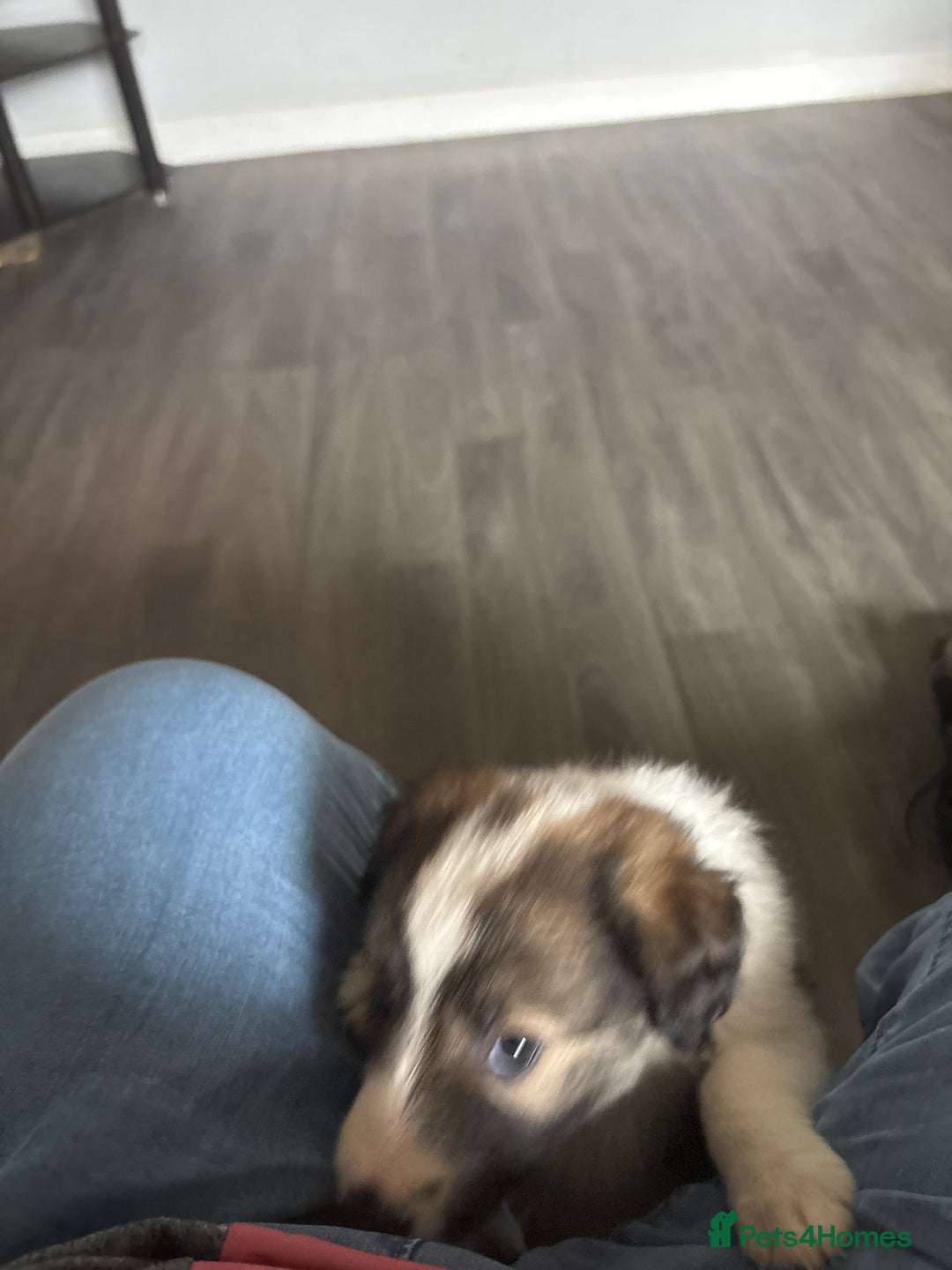 Border Collie dogs for sale: Collie puppies for sale - Image 2