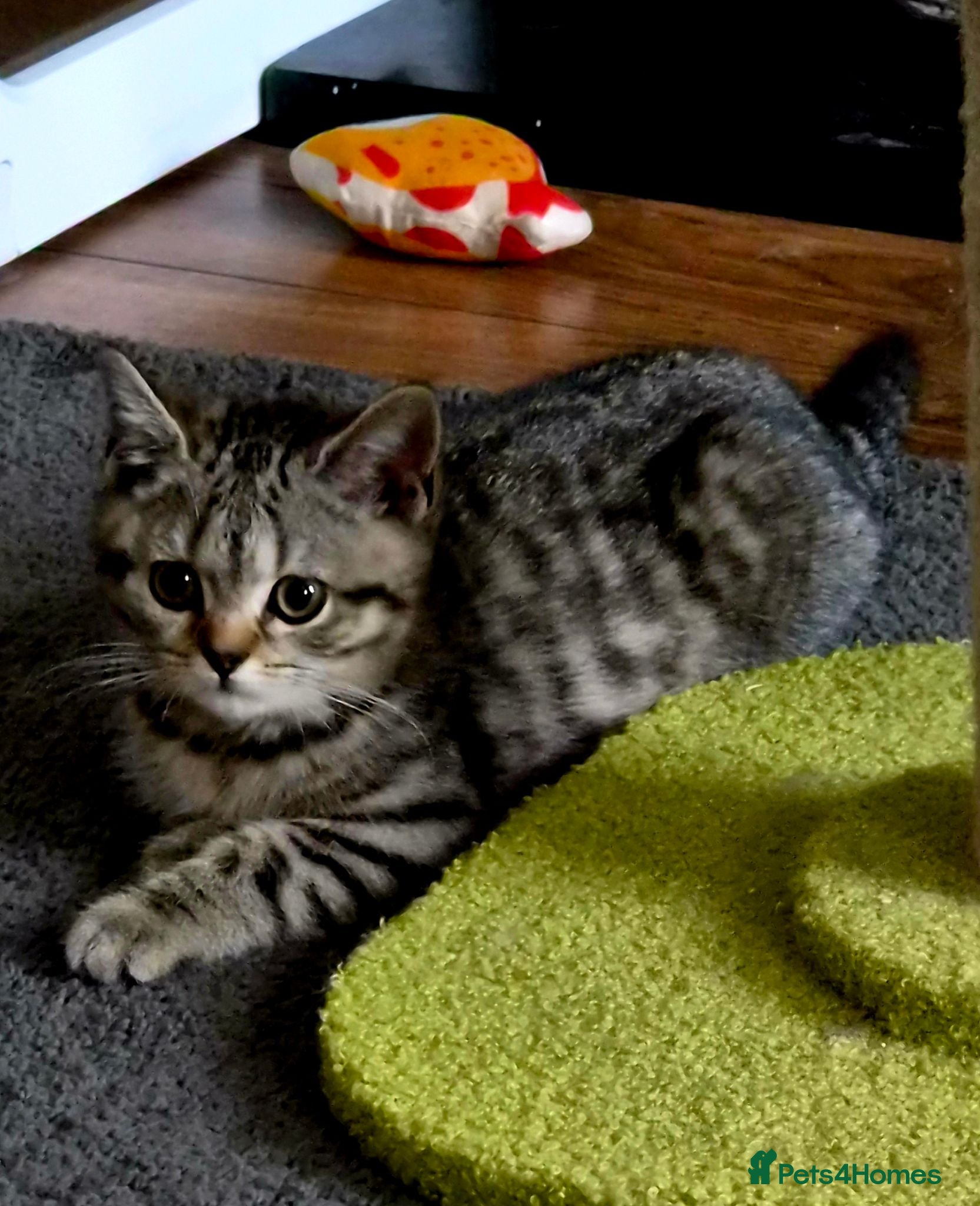 British Shorthair cats Gorgeous British Shorthair  - Advert 1