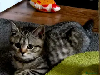 British Shorthair cats Gorgeous British Shorthair - Advert 2