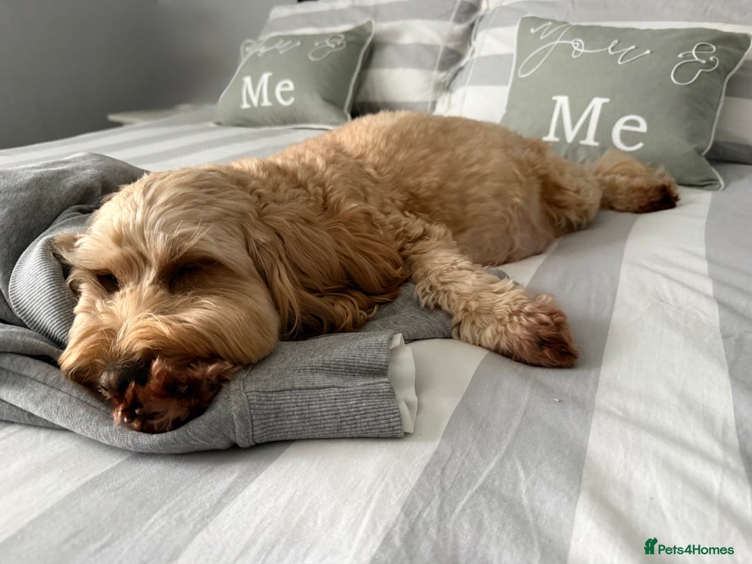 Cockapoo dogs for sale: Stunning Litter of 10 Cockapoo Puppies - Advert 2