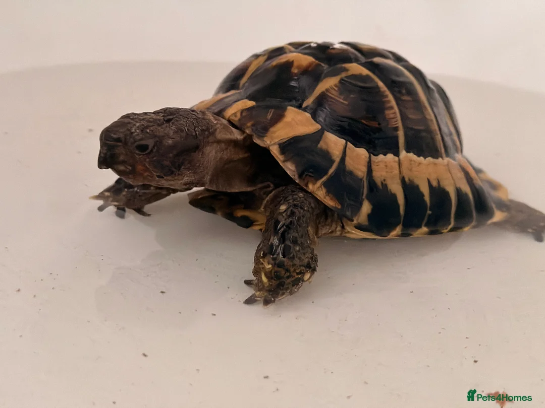 Tortoise reptiles for sale: male friendly tortoise - Advert 8