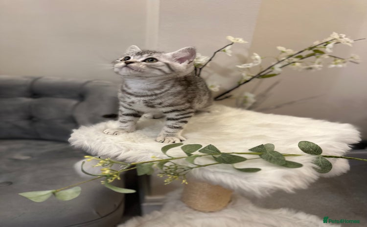 British Shorthair cats - Advert 2