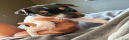 Jack Russell dogs for sale: Jack Russell puppies  - Advert 3
