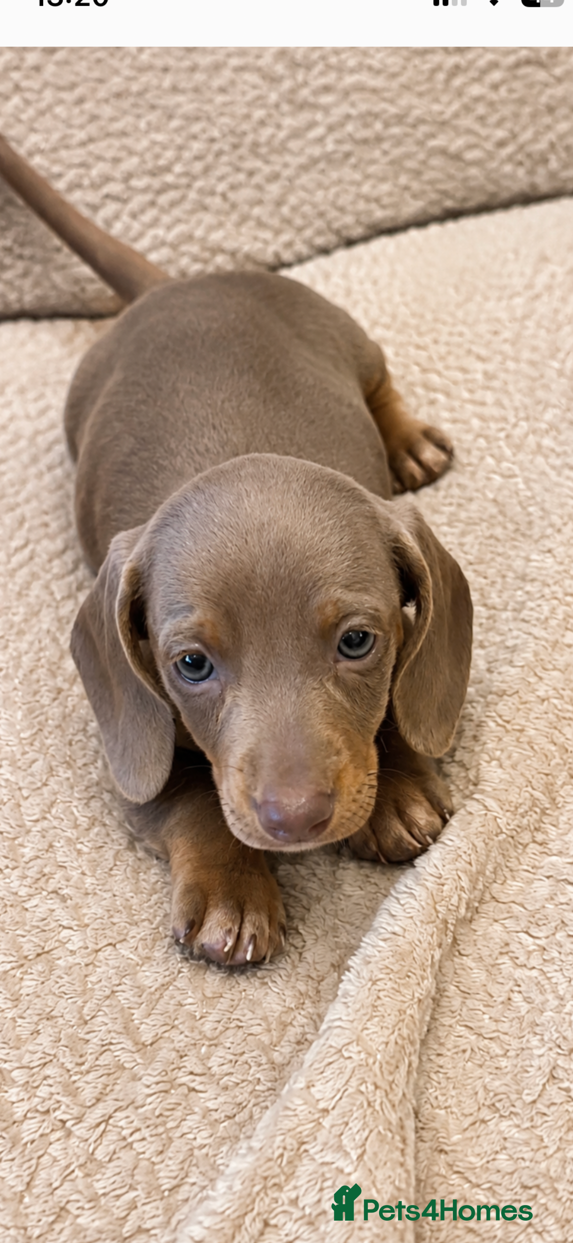Dachshund dogs Stunning miniature kc dachshund puppies  - Advert 2