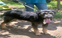 Mixed Breed dogs for adoption: Jules - a Lovely young boy for a Loving Home - Image 3