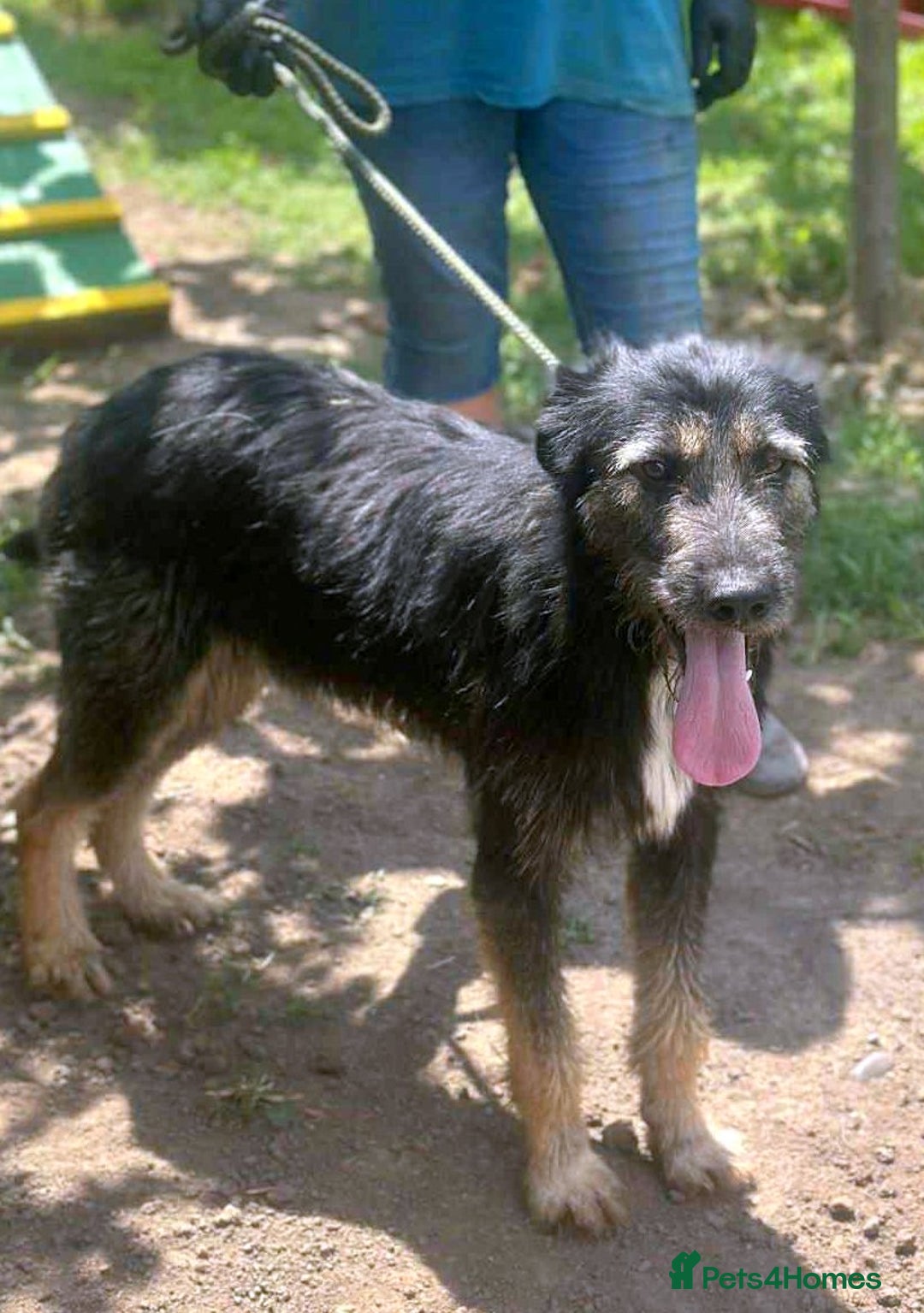 Mixed Breed dogs for adoption: Jules - a Lovely young boy for a Loving Home - Image 3