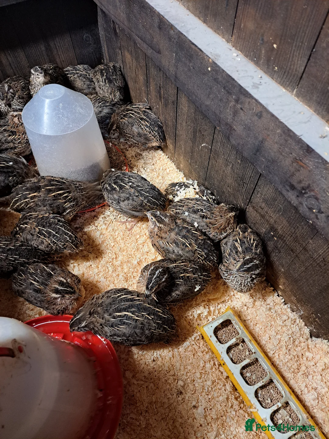 Quail poultry for sale: Japanese courtnix quails  - Advert 1