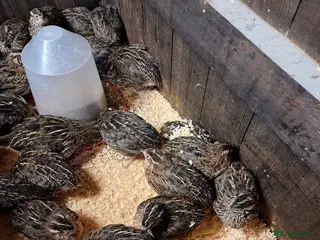 Quail poultry Japanese courtnix quails - Advert 5