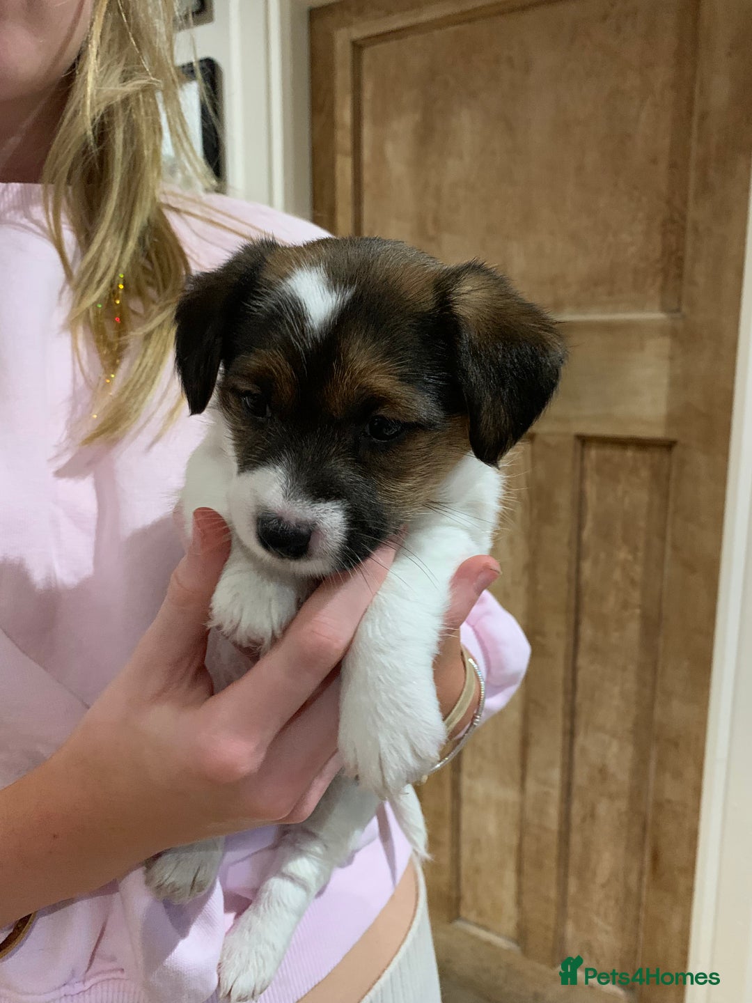 Mixed Breed dogs for sale: Jack Russell cross - Advert 2