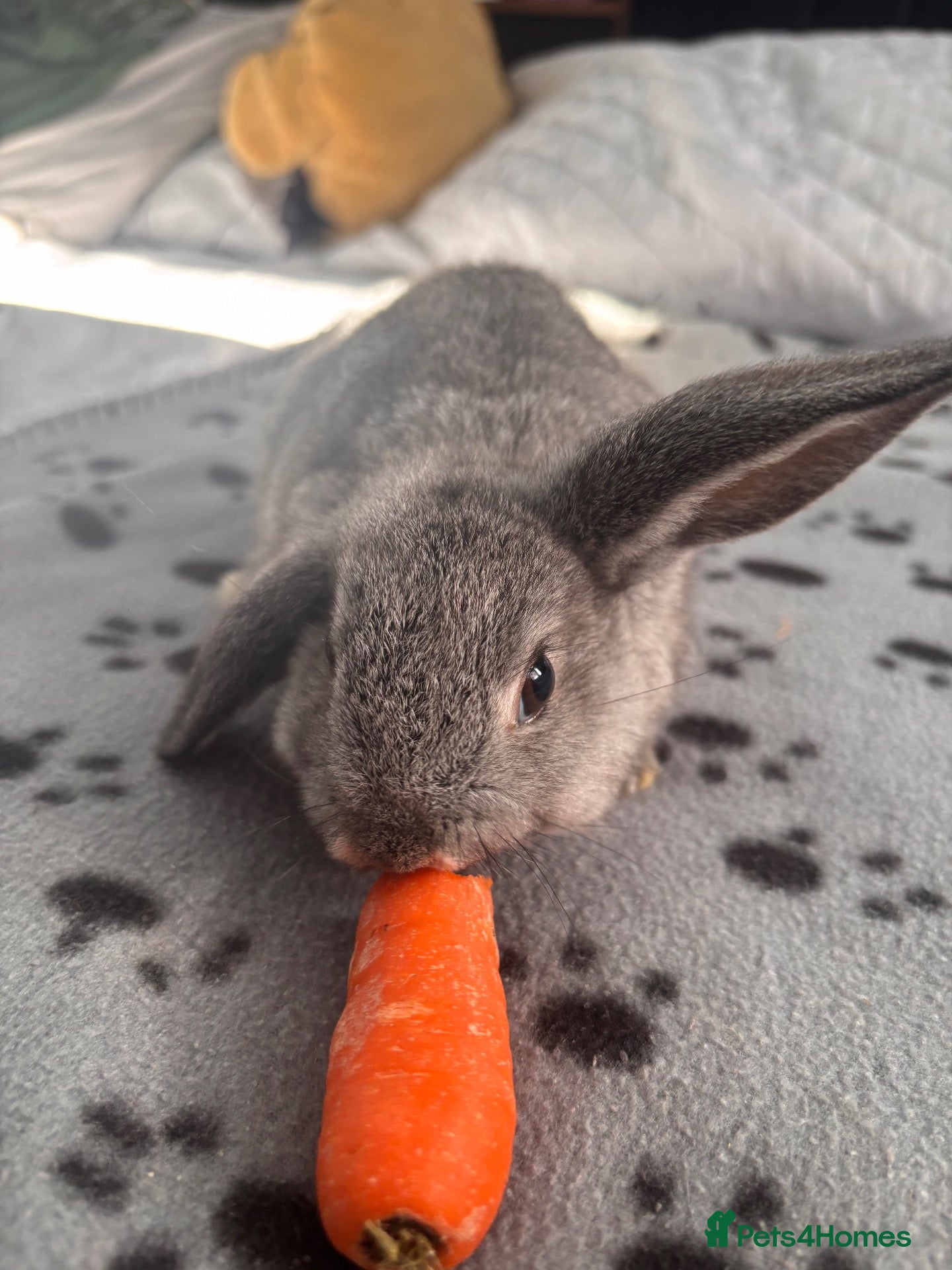 Mini Lop rabbits 🐰 Beautiful Mini Lop Baby Bunnies –Ready to go 🐰 - Advert 1