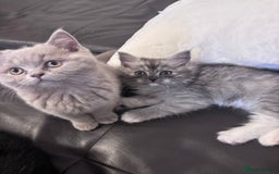 British Shorthair cats for sale: Beautiful lilac British shorthair  - Image 2