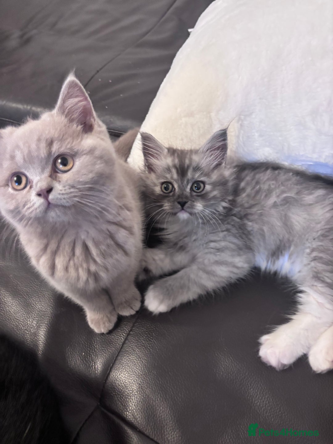 British Shorthair cats for sale: Beautiful lilac British shorthair  - Image 2