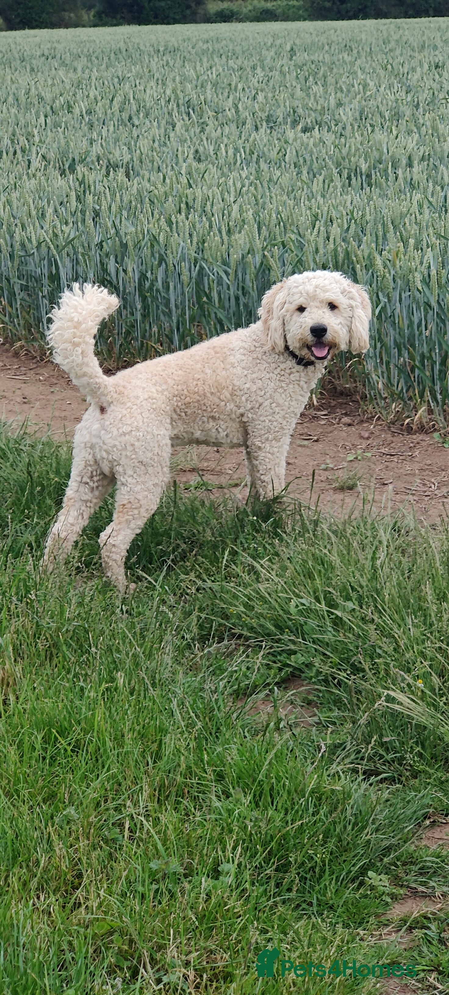 Labradoodle dogs Beautiful labradoodle for stud - Advert 1