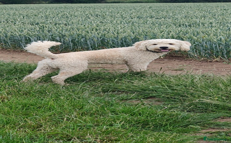Labradoodle dogs - Advert 1