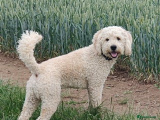 Labradoodle dogs - Advert 10
