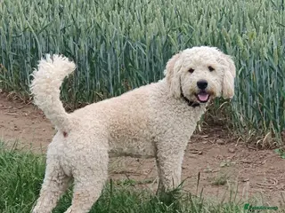 Labradoodle dogs Beautiful labradoodle for stud - Advert 1