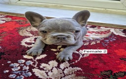 French Bulldog dogs for sale: French Bulldog Puppies  - Image 30