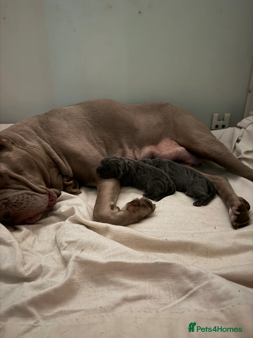 Cane Corso dogs for sale: Cane corso puppies  in Mansfield - Advert 6