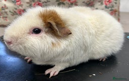 Guinea Pig rodents for sale: Teddy Sows Available  - Image 6