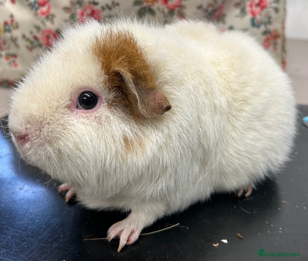 Guinea Pig rodents for sale: Teddy Sows Available  - Image 6