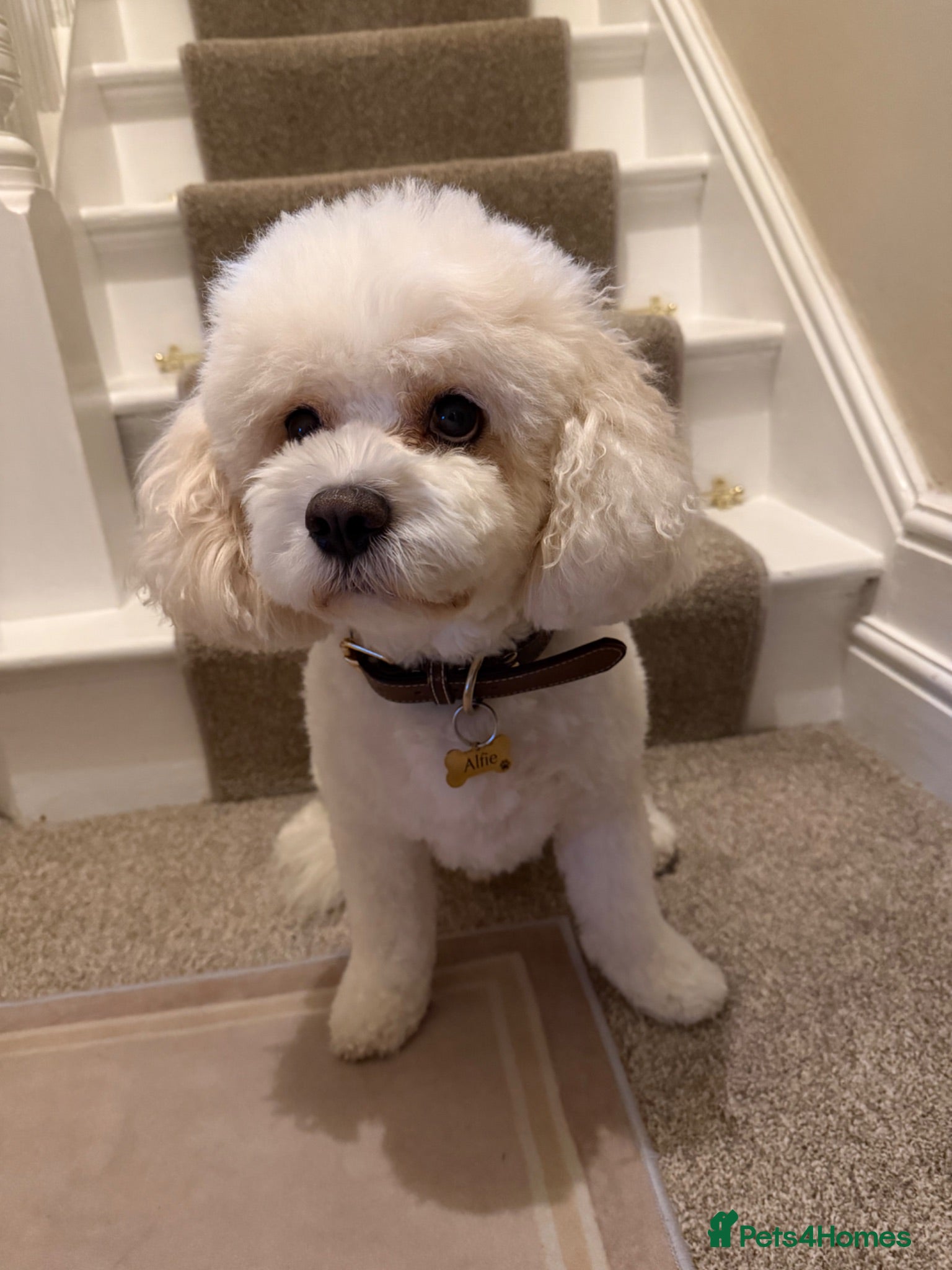 Cavachon dogs Male Cavachon Looking for a Loving Forever Home - Advert 1