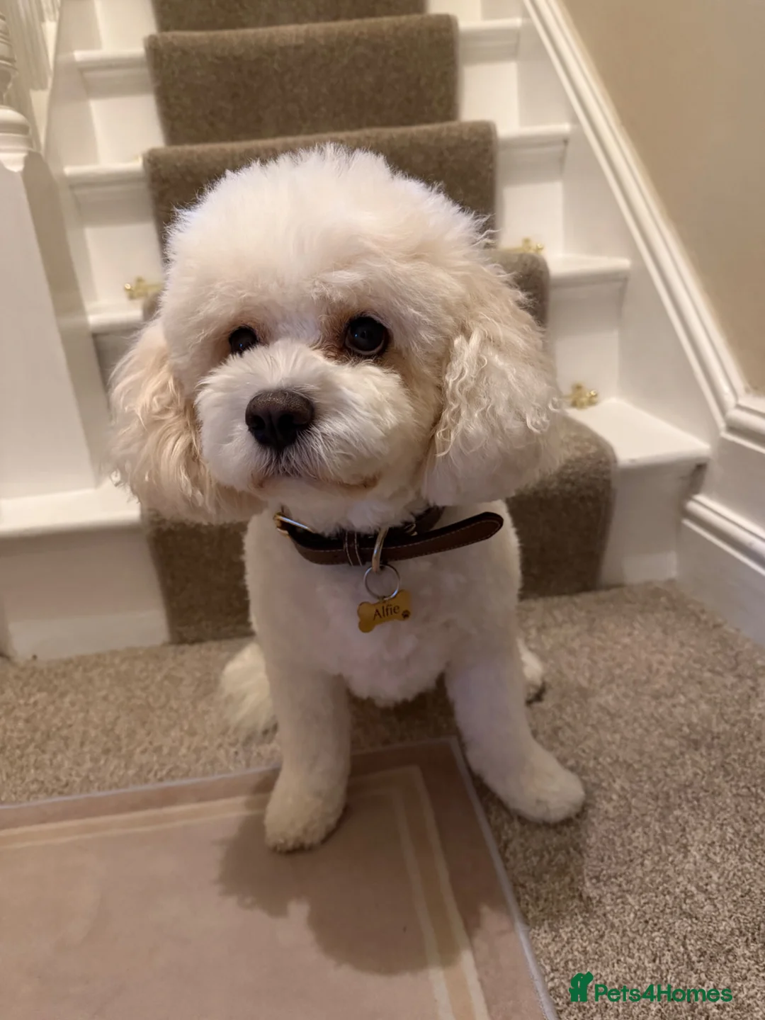 Cavachon dogs for sale: Male Cavachon Looking for a Loving Forever Home - Advert 1