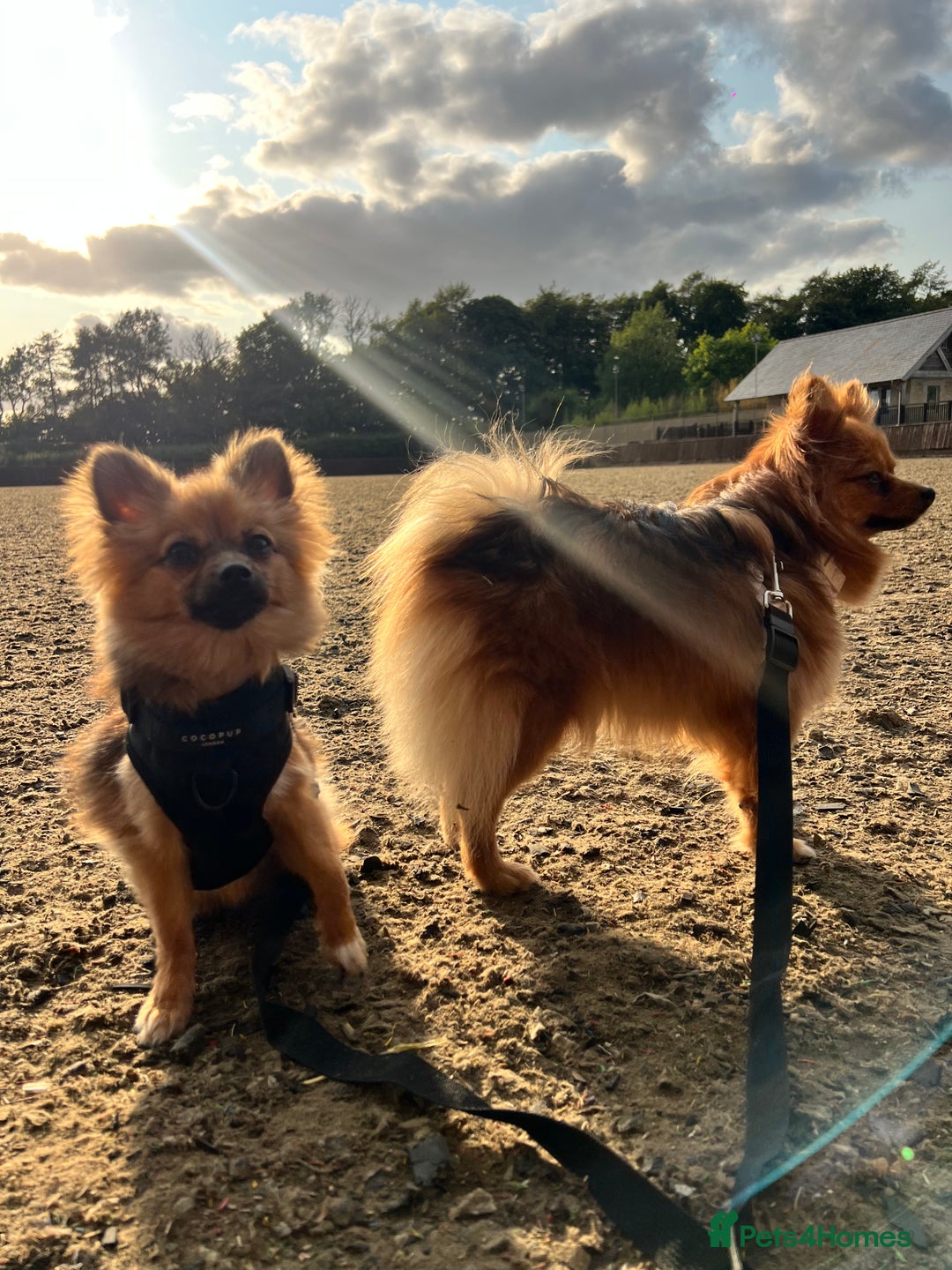Pomchi dogs for sale: 8 month old man pomchi - Image 6