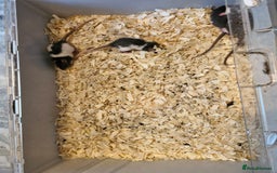 Rat rodents for sale: 4 beautiful Male Rats - Image 1