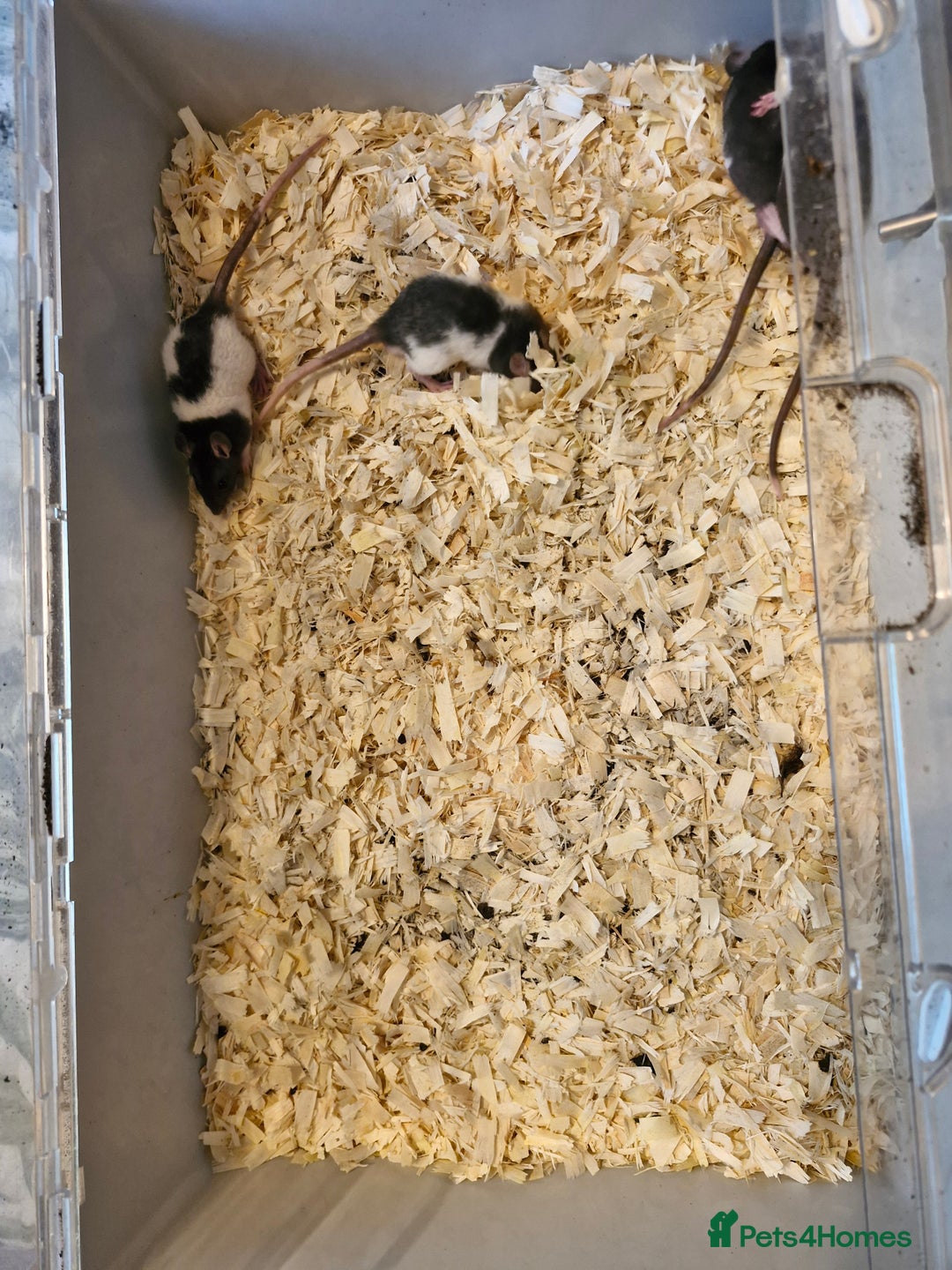 Rat rodents for sale: 4 beautiful Male Rats - Image 1