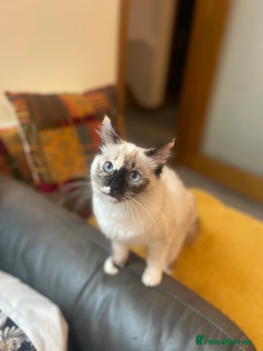 Ragdoll cats for sale: GCCF registered Ragdoll kittens purebred pedigree  - Advert 12